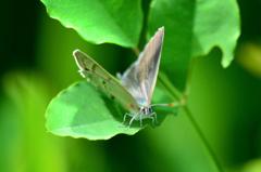 ウラジロミドリシジミ♀1