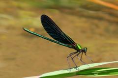 アオハダトンボ♂　GV4A2450.1