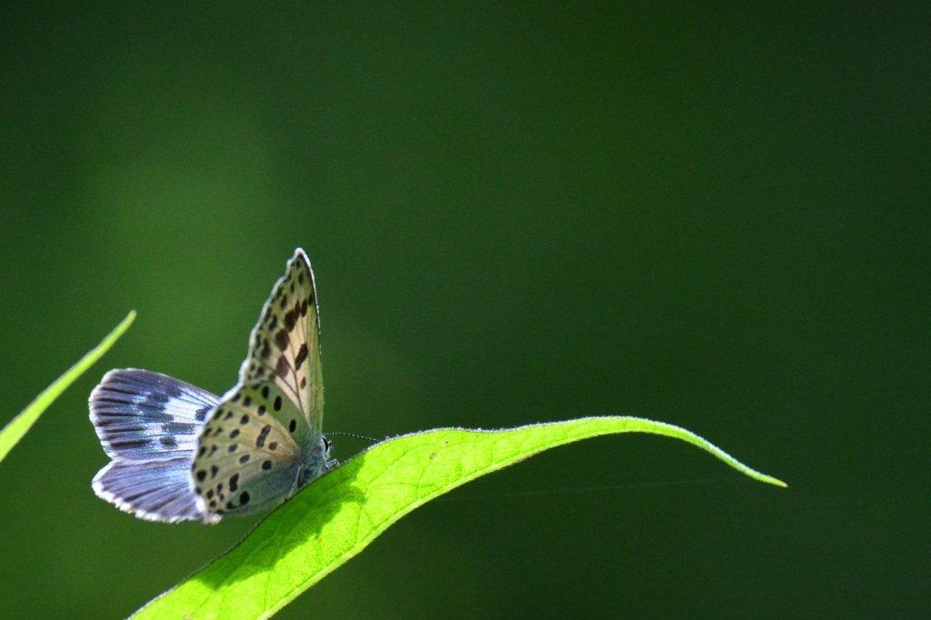 オオゴマシジミ♀DFS_2520.1