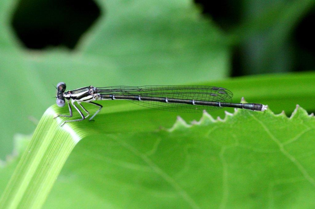 アマゴイルリトンボ♀