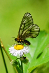 ウスバシロチョウ♂DFT_6712.1