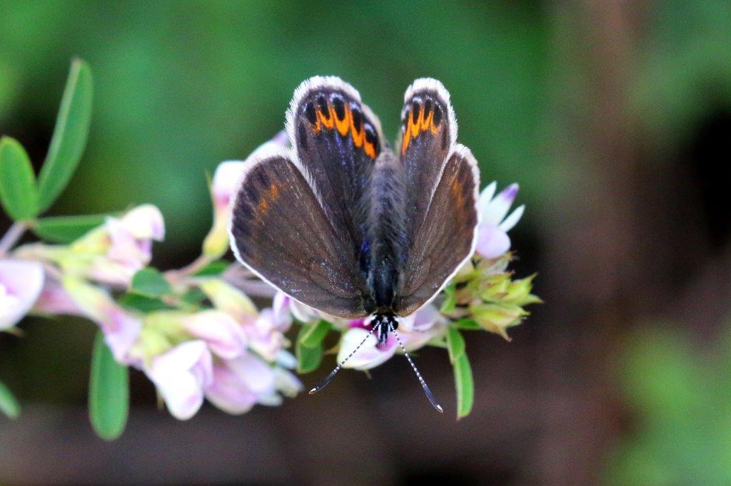 ミヤマシジミ♀　GV4A0801.1