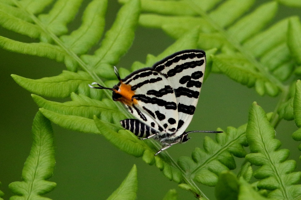 キマダラルリツバメ♂　VL9A5709.1