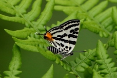 キマダラルリツバメ♂ VL9A5709.1