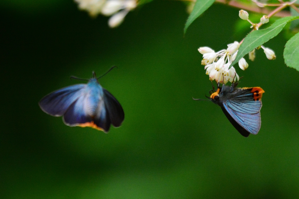 アオバセセリDFS_9393.1