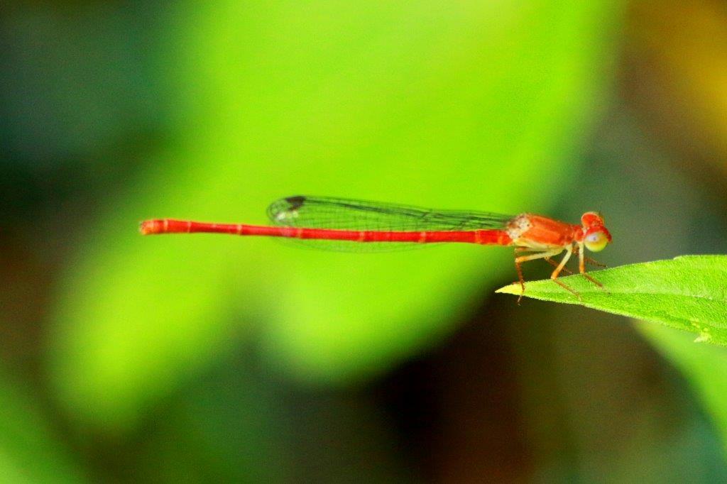ベニイトトンボ♂未熟　IMG_7025.2