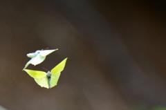 スジボソヤマキチョウ♂♀飛翔DFS_2797.1