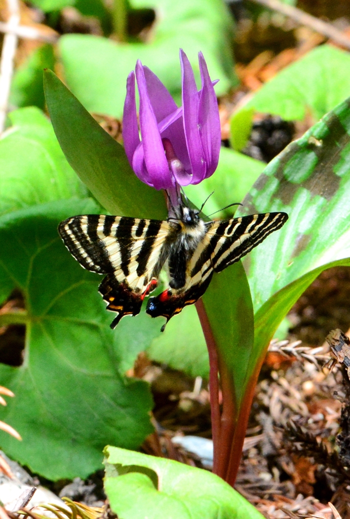 ギフチョウ♂ DFS_7276.1