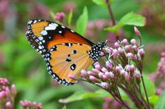 カバマダラ♂DFS_2679.1