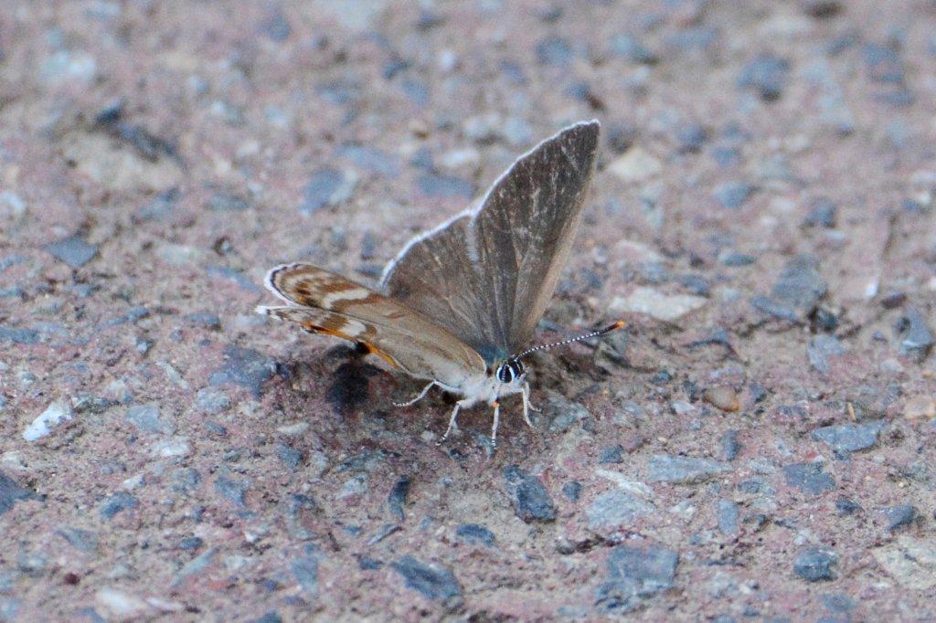 フジミドリシジミ♀DSC_9157.2