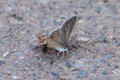 フジミドリシジミ♀DSC_9157.2