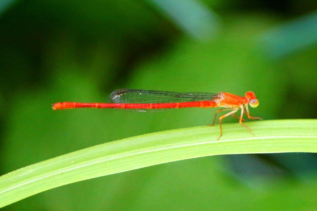 ベニイトトンボ♂未熟　GV4A1998.1