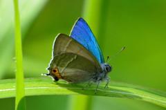 ジョウザンミドリシジミ♂DFS_1614.1