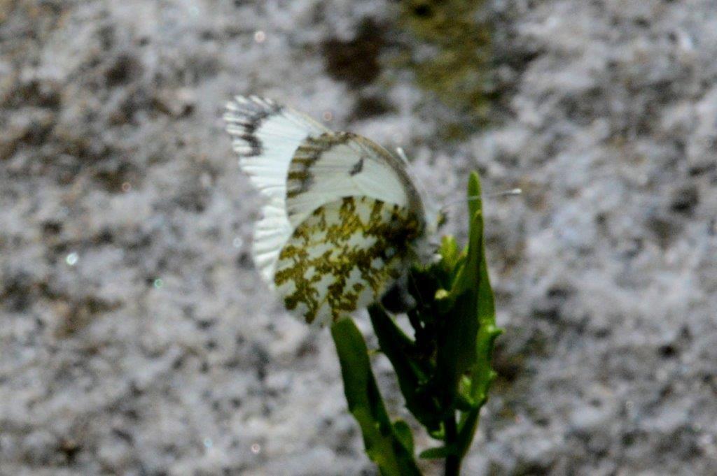 クモマツマキチョウ♀産卵DSC_6558.1