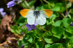 クモマツマキチョウ♂飛翔　DFS_9950.1　