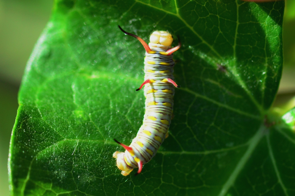 カバマダラ３令幼虫FF0_2103.1