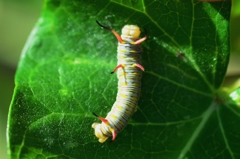 カバマダラ３令幼虫FF0_2103.1