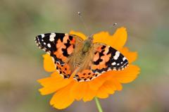 ヒメアカタテハDFT_4108.1