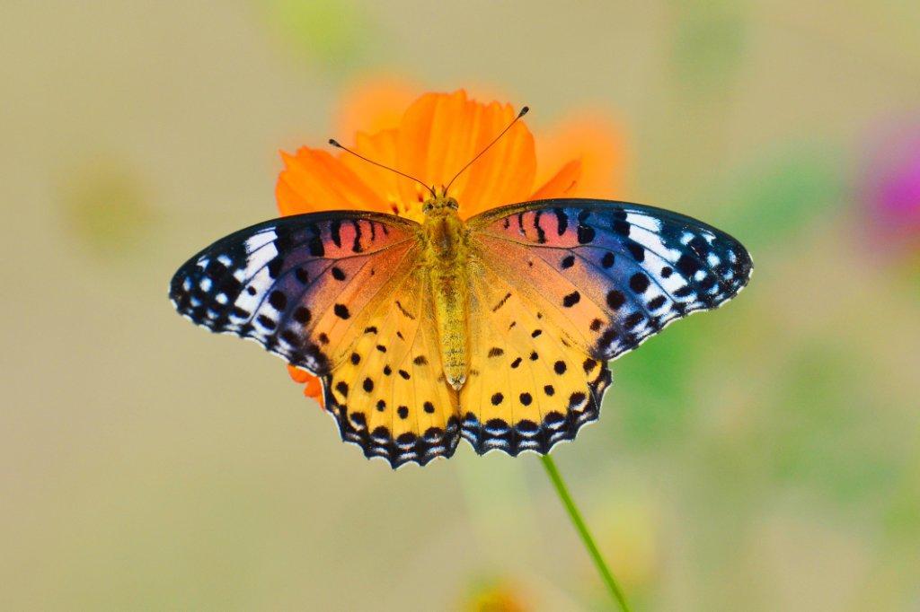 ツマグロヒョウモン♀DFT_4157.1