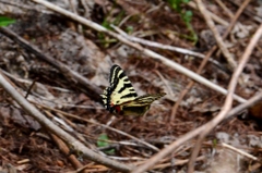 ヒメギフチョウ飛翔 DFS_7368.1