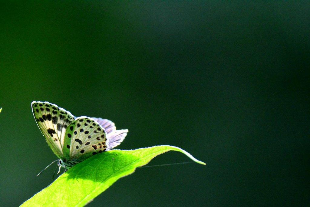 オオゴマシジミ♀DFS_2527.1