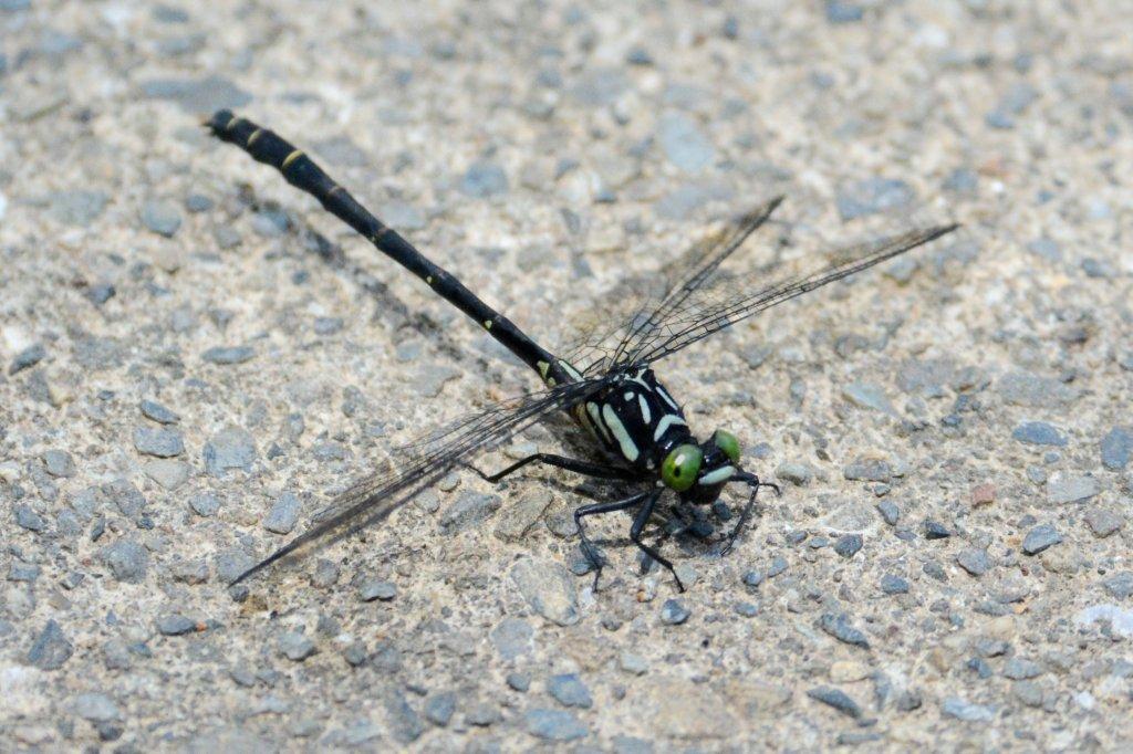 クロサナエ♂DSC_9396.1