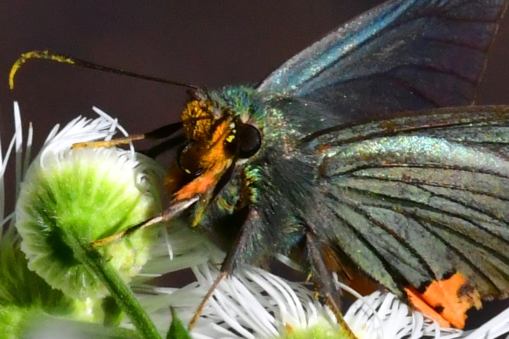 アオバセセリ顔FTA_0204