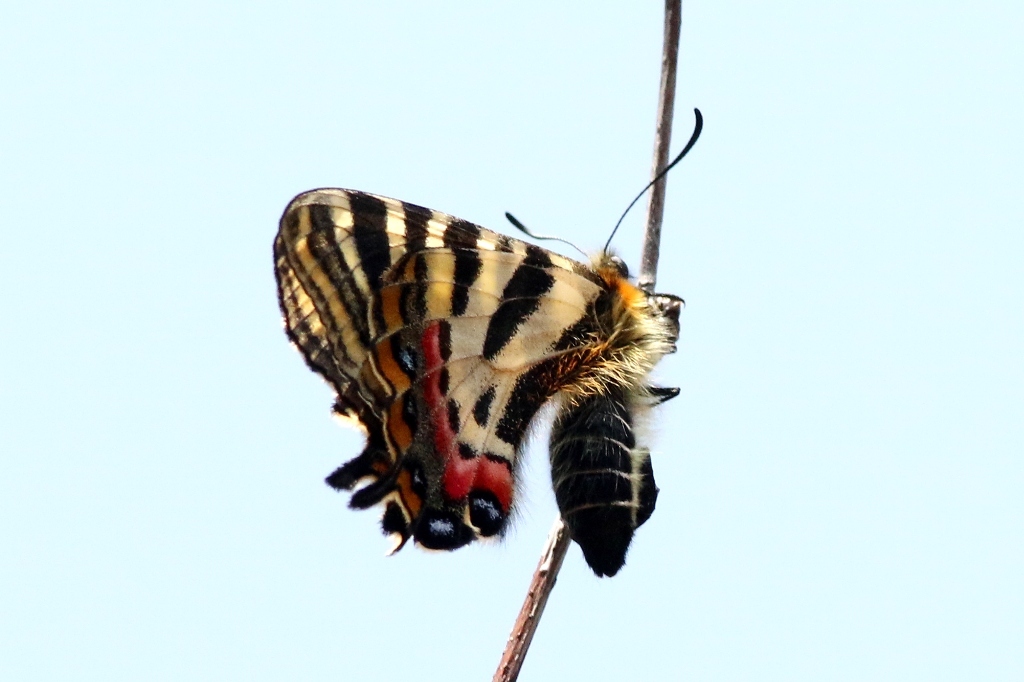ギフチョウ♀　VL9A0401.1