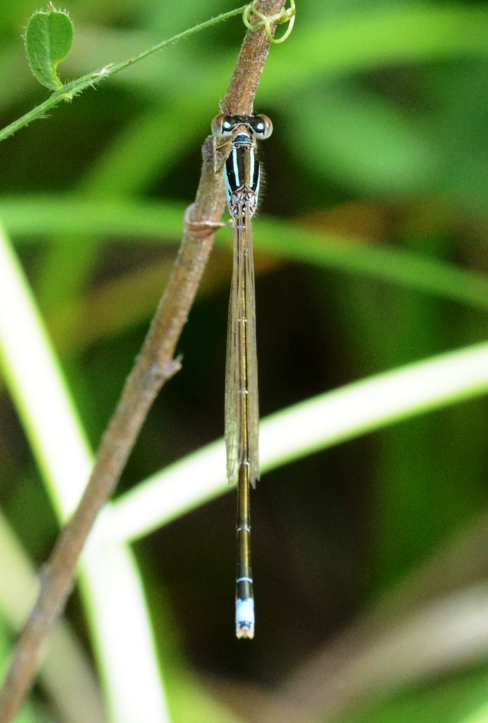 アジアイトトンボ♂　DSC_5332