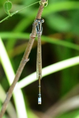 アジアイトトンボ♂　DSC_5332