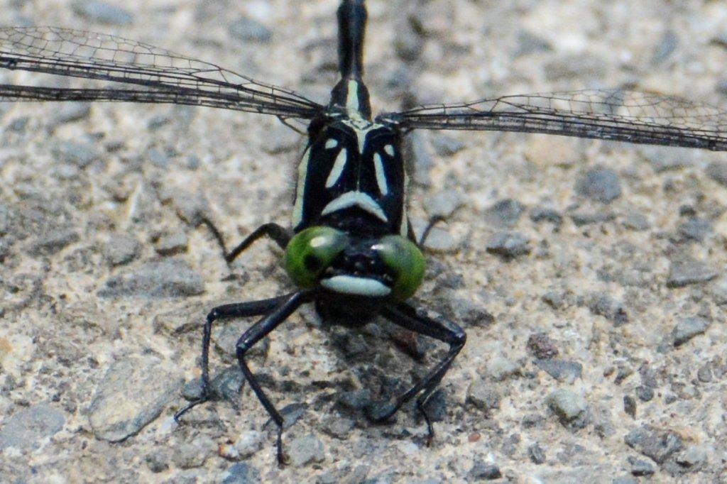 クロサナエ♂DSC_9386.1