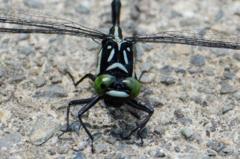 クロサナエ♂DSC_9386.1