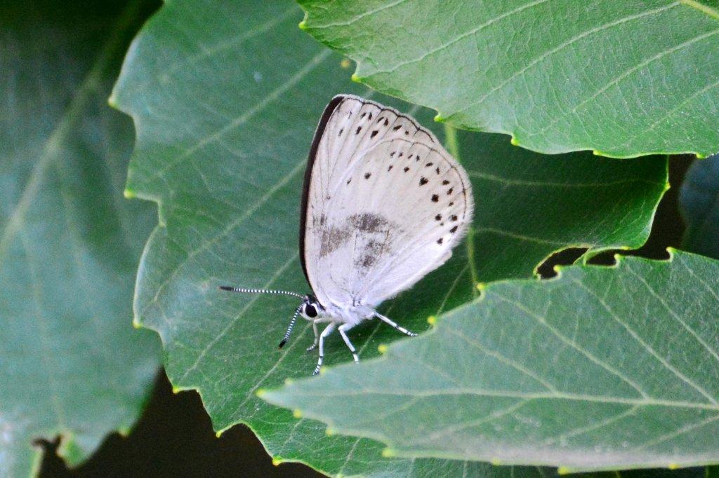 ウラゴマダラシジミDFS_0449.1