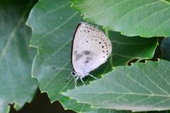 ウラゴマダラシジミDFS_0449.1