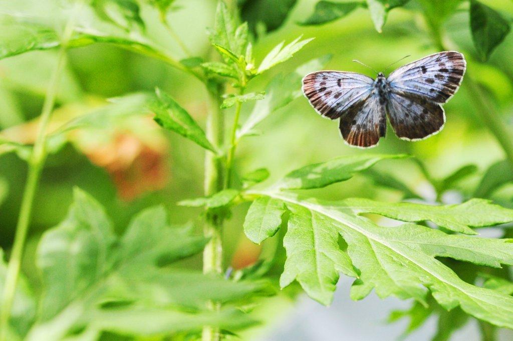 オオゴマシジミ♂飛翔FMP_3209.1