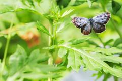 オオゴマシジミ♂飛翔FMP_3209.1