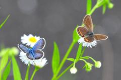 ヒメシジミ♂♀FMP_0723.1 