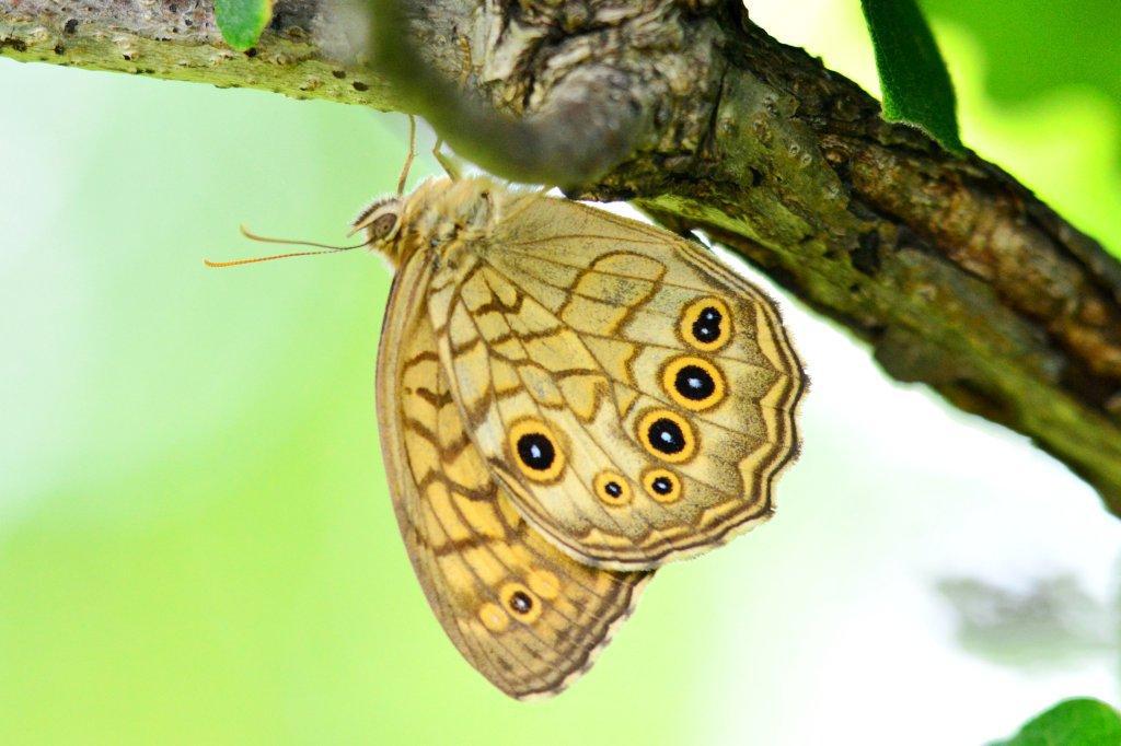 キマダラモドキ♂