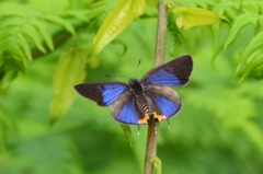 キマダラルリツバメ♂ IMG_9947