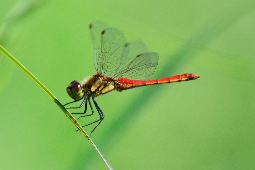 アキアカネ♂DFT_3784.1