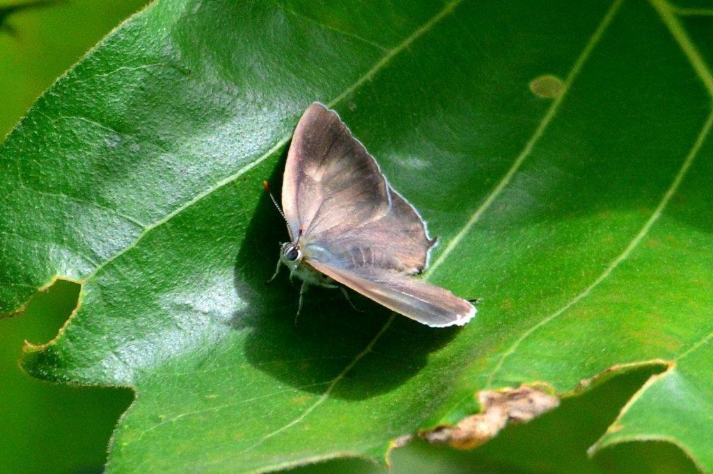 ウラジロミドリシジミ♀