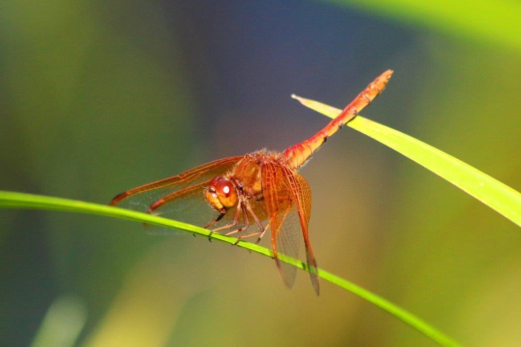 キトンボ♂　IMG_0577.1