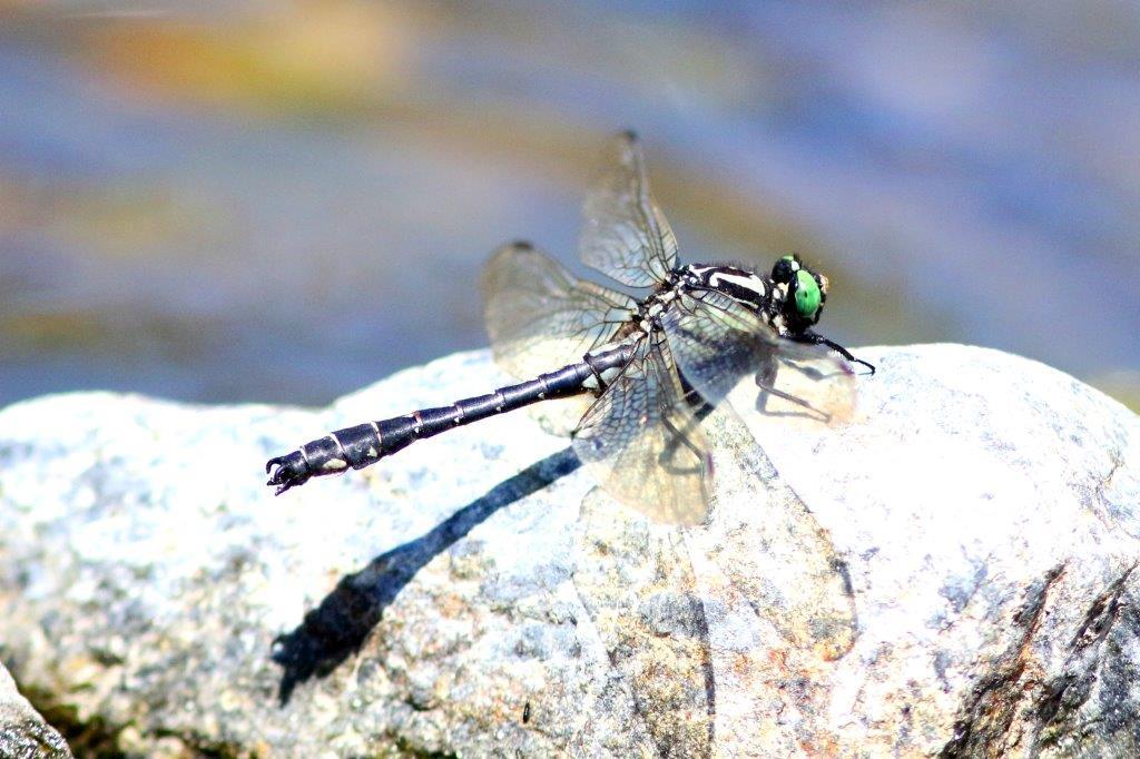 ホンサナエ♂　GV4A2378.1