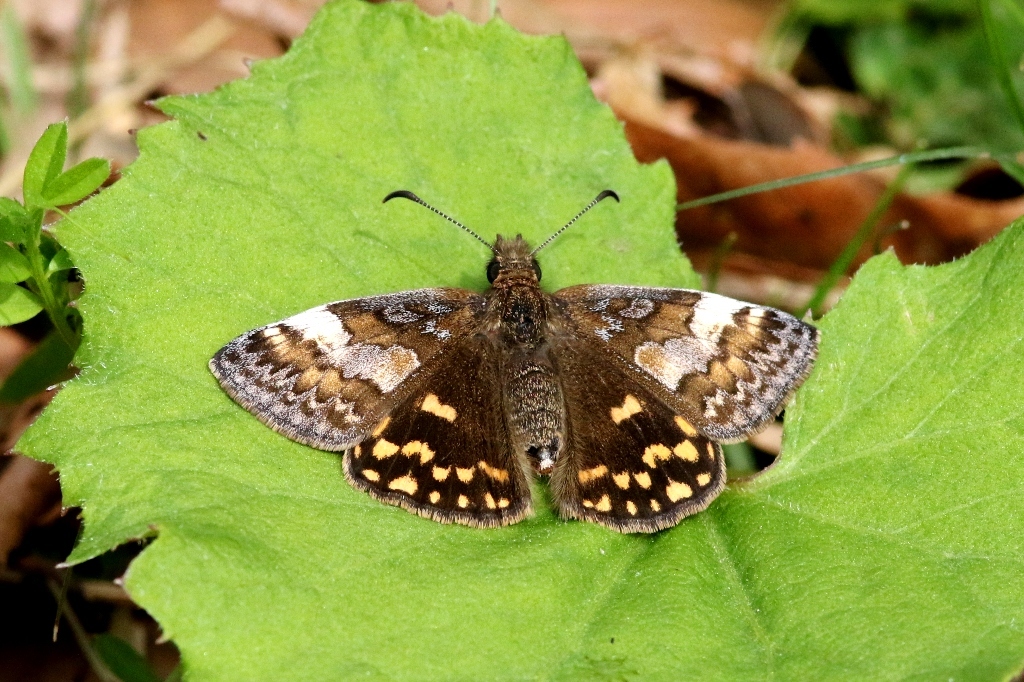 ミヤマセセリ♀　VL9A8392.1