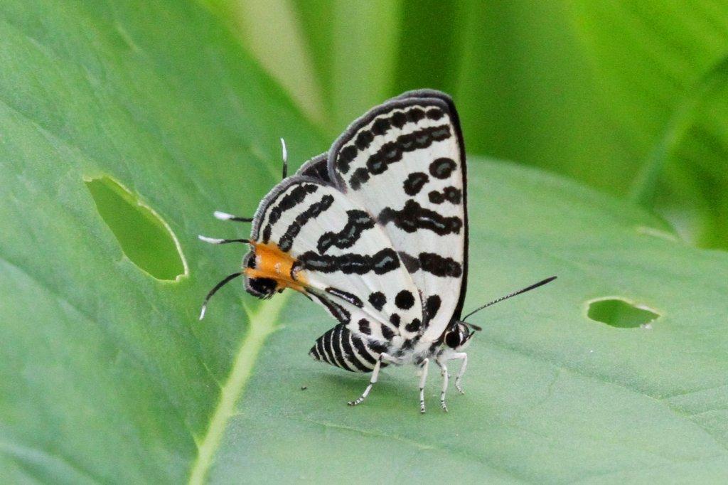 キマダラルリツバメ♀