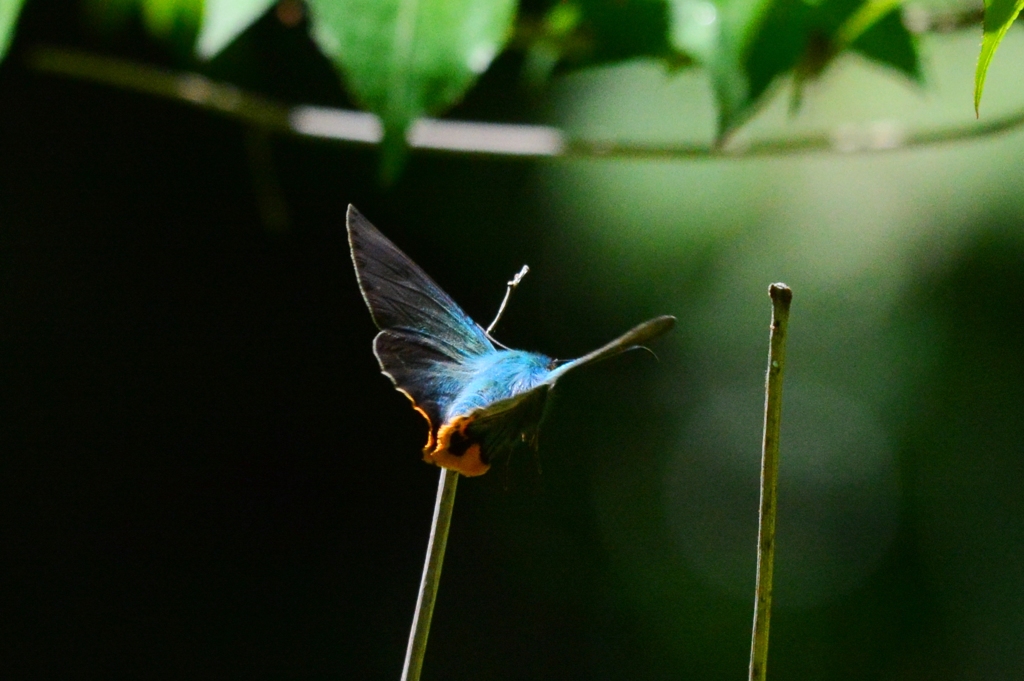 アオバセセリDFS_8774.1