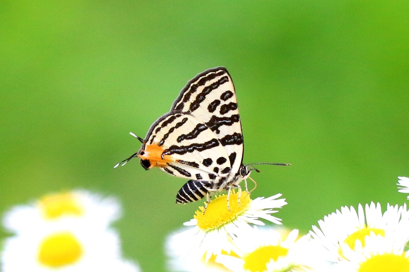  キマダラルリツバメ ♀IMG_7985