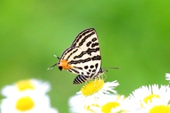  キマダラルリツバメ ♀IMG_7985