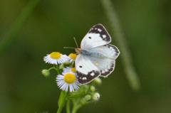 モンキチョウ♀開翅