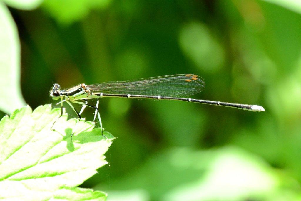 モノサシトンボ♂未熟DSC_9532.1